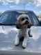 Shih Tzu Puppies for sale in WARRENSVL HTS, OH 44122, USA. price: NA