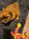 Shih Tzu Puppies for sale in Columbus, OH, USA. price: $650