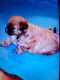 Shih Tzu Puppies for sale in Columbus, OH, USA. price: $650