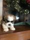 Shih Tzu Puppies for sale in Allensville, KY 42204, USA. price: NA