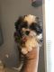 Shih Tzu Puppies for sale in Maryville, TN, USA. price: $1,500