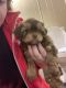 Shih Tzu Puppies for sale in Gadsden, AL, USA. price: NA