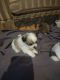 Shih Tzu Puppies for sale in Turkey Creek, LA, USA. price: NA