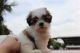 Shih Tzu Puppies for sale in Louisiana St, Long Beach, NY 11561, USA. price: NA