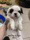 Shih Tzu Puppies for sale in Chalmette, LA 70043, USA. price: NA