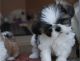 Shih Tzu Puppies for sale in Verdun, Montreal, QC, Canada. price: NA