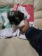 Shih Tzu Puppies for sale in St. Louis, MO 63130, USA. price: $1,000