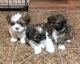Shih Tzu Puppies for sale in Monroe, MI, USA. price: NA