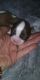 Shih Tzu Puppies for sale in Spring City, TN 37381, USA. price: NA