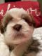Shih Tzu Puppies for sale in Reading, PA, USA. price: NA