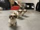 Shih Tzu Puppies for sale in Philadelphia, PA, USA. price: $1,500