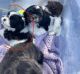Shih Tzu Puppies for sale in Carmichael, CA 95608, USA. price: $1,200