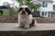 Shih Tzu Puppies for sale in 191 Foothill Ave, Hollis, NY 11423, USA. price: NA