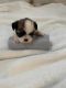 Shih Tzu Puppies for sale in 1816 Chesapeake Ave, Modesto, CA 95358, USA. price: NA
