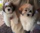 Shih Tzu Puppies for sale in Southern California, CA, USA. price: NA
