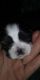 Shih Tzu Puppies for sale in Spring City, TN 37381, USA. price: NA
