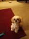 Shih Tzu Puppies for sale in Mecklenburg County, NC, USA. price: $800
