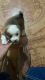 Shih Tzu Puppies for sale in Surat, Gujarat, India. price: 15000 INR