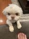 Shih Tzu Puppies for sale in Paramus, NJ 07652, USA. price: $5,000