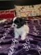 Shih Tzu Puppies for sale in Kings Mountain, NC, USA. price: NA