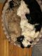 Shih Tzu Puppies for sale in Meriden, CT 06450, USA. price: $2,800
