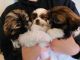 Shih Tzu Puppies for sale in Caldwell, ID 83605, USA. price: $1,500