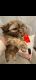 Shih Tzu Puppies for sale in Niles, IL, USA. price: $1,500
