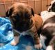 Shih Tzu Puppies for sale in Austin, MN 55912, USA. price: $500