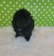 Shih Tzu Puppies for sale in Goldthwaite, TX 76844, USA. price: NA