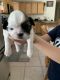Shih Tzu Puppies for sale in Keene, NH, USA. price: NA