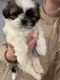 Shih Tzu Puppies for sale in Staten Island, NY 10305, USA. price: NA