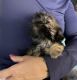 Shih Tzu Puppies for sale in Lehigh Acres, FL, USA. price: NA