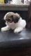 Shih Tzu Puppies for sale in Las Cruces, NM 88012, USA. price: $650