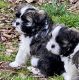 Shih Tzu Puppies for sale in Franklin, TN, USA. price: NA