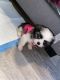 Shih Tzu Puppies for sale in Philadelphia, PA, USA. price: $2,500