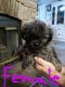 Shih Tzu Puppies for sale in Willisburg, KY 40078, USA. price: NA