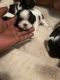 Shih Tzu Puppies for sale in Mesquite, TX 75180, USA. price: NA