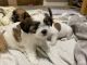 Shih Tzu Puppies for sale in Wake Forest, NC 27587, USA. price: $750