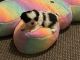Shih Tzu Puppies for sale in Waukegan, IL, USA. price: $1,000
