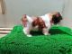 Shih Tzu Puppies for sale in Chikka Nanjunda Reddy Layout, Babusapalya, Bank Avenue Colony, Horamavu, Bengaluru, Karnataka 560043, India. price: 30000 INR