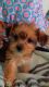 Shih Tzu Puppies for sale in Grand Prairie, TX 75052, USA. price: NA