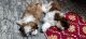 Shih Tzu Puppies for sale in Tirupati, Andhra Pradesh, India. price: 32000 INR