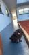 Shih Tzu Puppies for sale in Riviera Beach, FL, USA. price: NA
