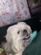 Shih Tzu Puppies for sale in Buffalo, NY, USA. price: $250