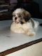 Shih Tzu Puppies for sale in Friends Colony, Sri Visakha Colony, Srikakulam, Andhra Pradesh 532001, India. price: 30000 INR