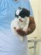 Shih Tzu Puppies for sale in Bachupally, Hyderabad, Telangana, India. price: 20000 INR