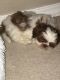Shih Tzu Puppies for sale in 40 Burnt Mountain Pl, Sequim, WA 98382, USA. price: $2,000