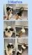 Shih Tzu Puppies for sale in Mission, TX, USA. price: NA