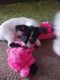 Shih Tzu Puppies for sale in Rhinelander, WI 54501, USA. price: NA
