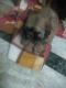 Shih Tzu Puppies for sale in Lottegollahalli, R.M.V. 2nd Stage, Bengaluru, Karnataka 560094, India. price: 10000 INR